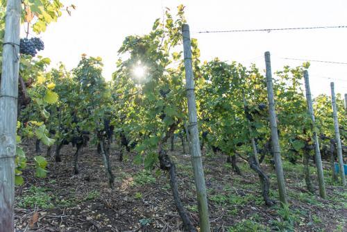 Weinbau-Reichert-Lese2017-106