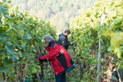 Weinbau-Reichert-Lese2017-110