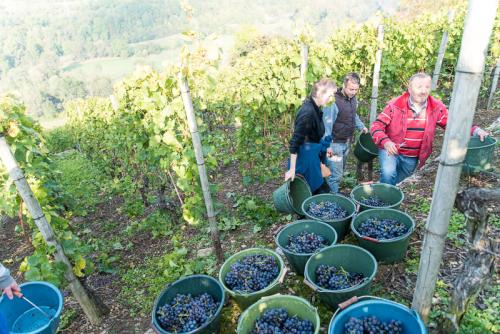 Weinbau-Reichert-Lese2017-112