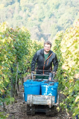 Weinbau-Reichert-Lese2017-135