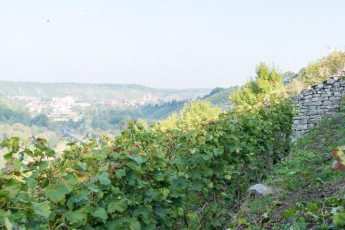 Weinbau-Reichert-Lese2017-136