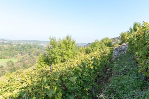 Weinbau-Reichert-Lese2017-139