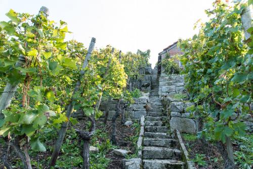 Weinbau-Reichert-Lese2017-140