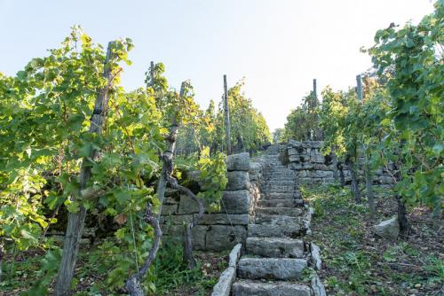 Weinbau-Reichert-Lese2017-145