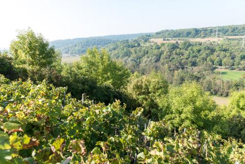 Weinbau-Reichert-Lese2017-167