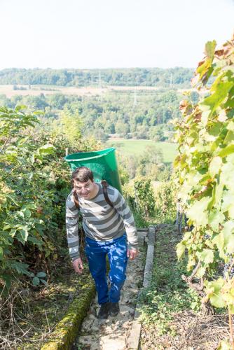 Weinbau-Reichert-Lese2017-183