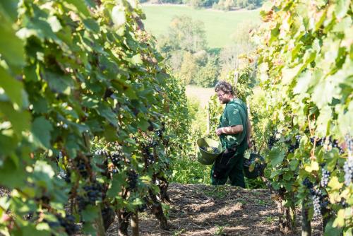 Weinbau-Reichert-Lese2017-184