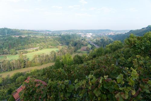 Weinbau-Reichert-Lese2017-90